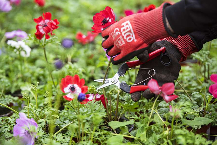 Pruning Shears 