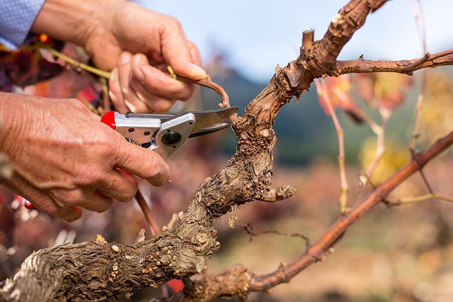 Pruning Shears 