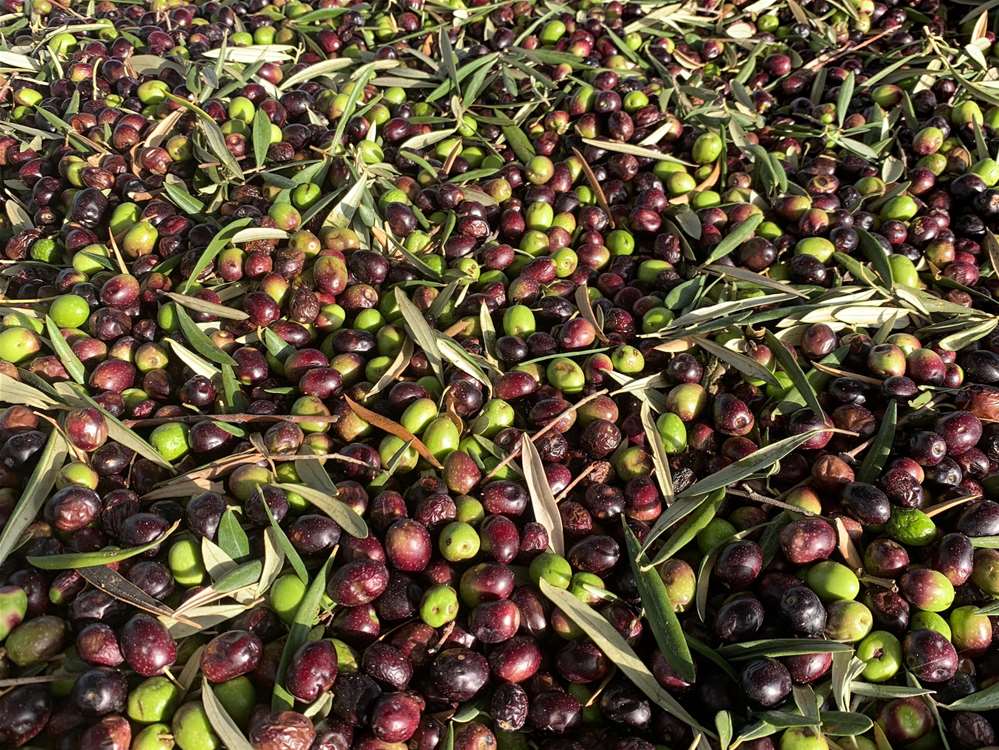 Olive Harvesters